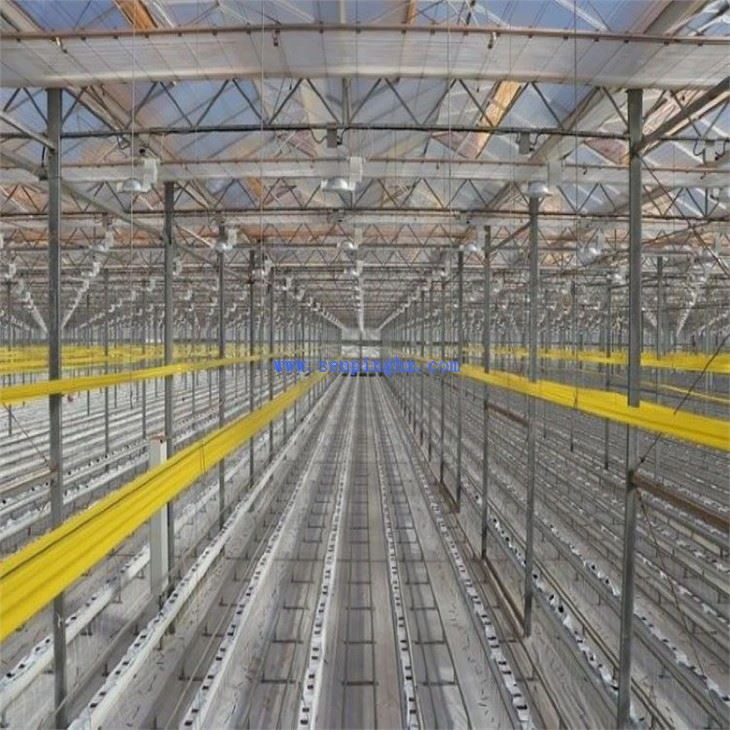 yellow adhesive  trap